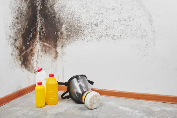 Best Attic Mold Removal  in Yorba Linda, CA