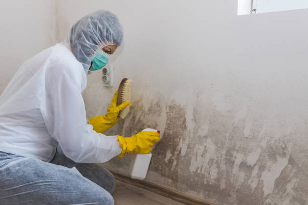 Best Certified Mold Removal  in Yorba Linda, CA