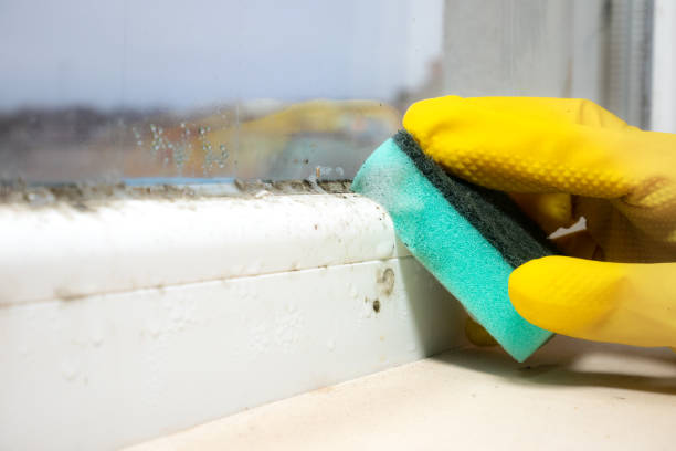 Best Mold Remediation  in Yorba Linda, CA