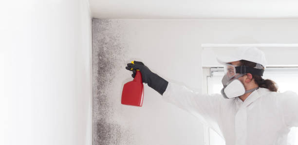 Mold Removal and Inspection in Yorba Linda, CA