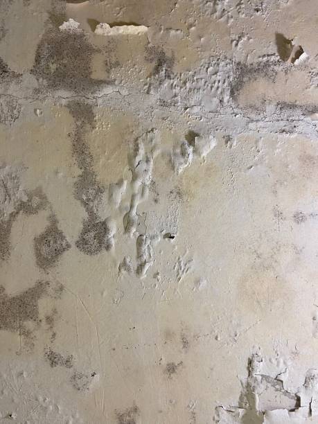 Best Toxic Mold Removal  in Yorba Linda, CA