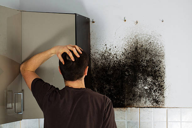 Best Residential Mold Removal  in Yorba Linda, CA