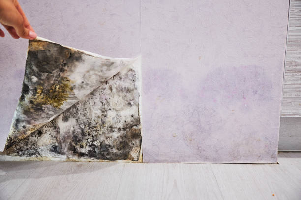 Best Local Mold Removal Service  in Yorba Linda, CA
